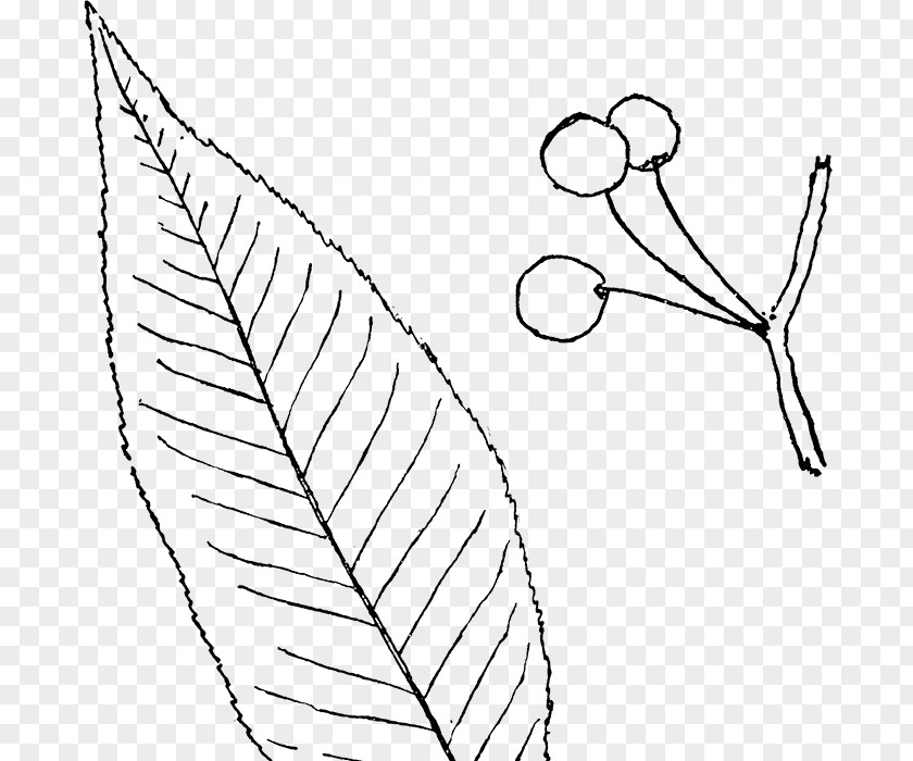 European Flower Vine Line Art Drawing Leaf Clip PNG