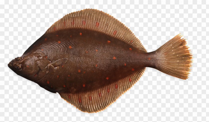 Fish Flounder Sole European Plaice Flatfish PNG