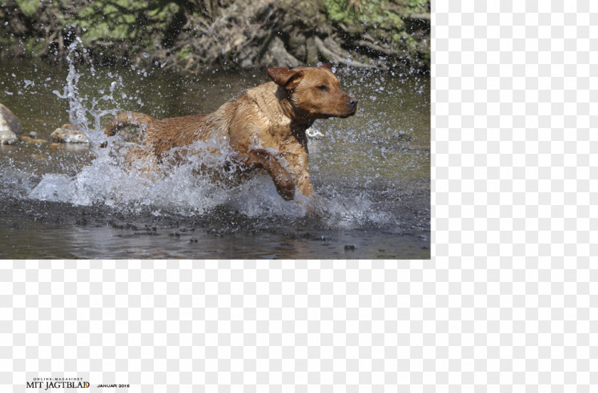Labrador Dog Breed Sporting Group PNG