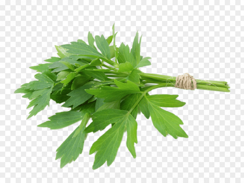 Parsley Transparency And Translucency Lovage Herb Celery Vegetable PNG