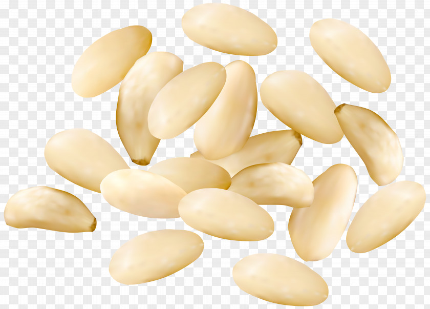 Pine Nuts Clipart Image Nucule Peanut Commodity PNG