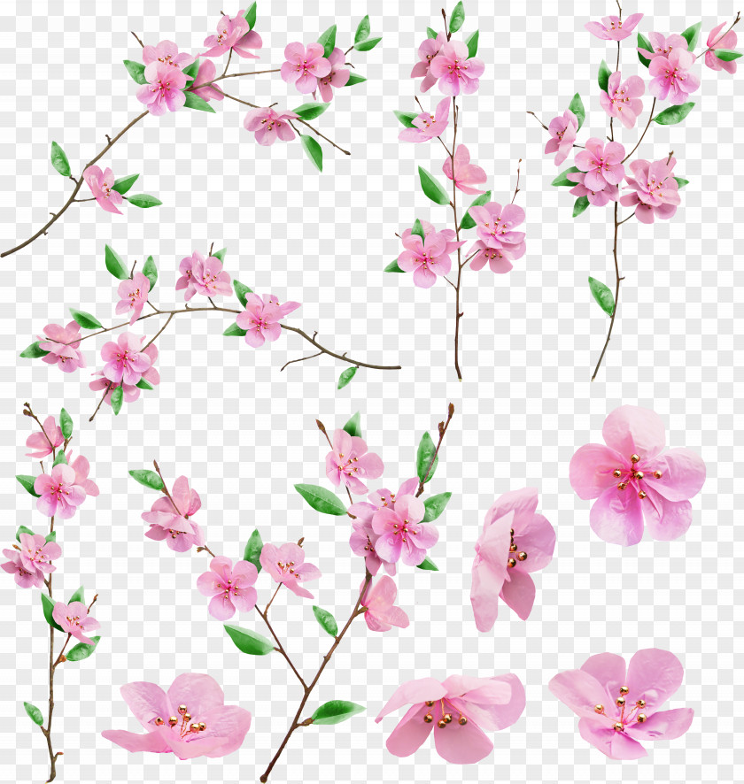 Sakura Flower Drawing Transparent Background Cherry Blossom Design Image Illustration PNG