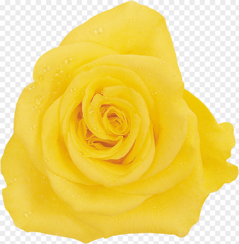 Yellow Rose Beach Garden Roses Rosaceae Cut Flowers PNG