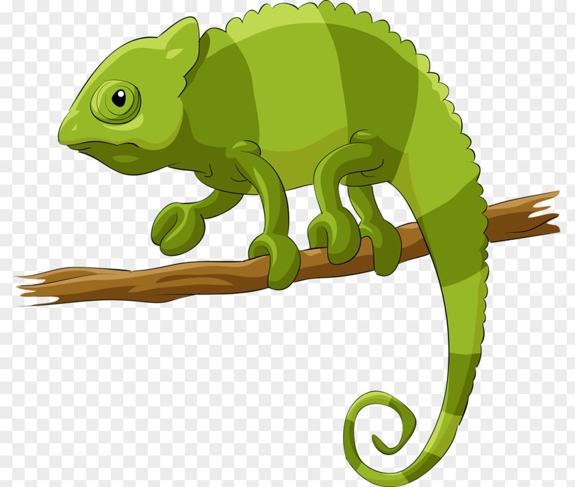 Chameleon Chameleons Lizard Reptile Illustration PNG