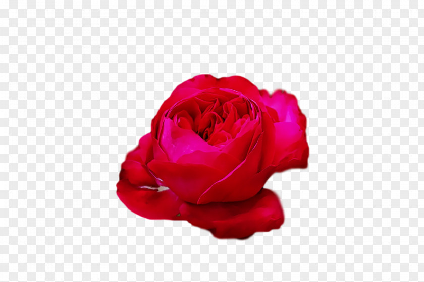 Garden Roses PNG