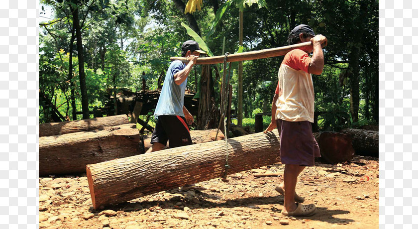 Illegal Logging Playground Leisure Tree Google Play PNG