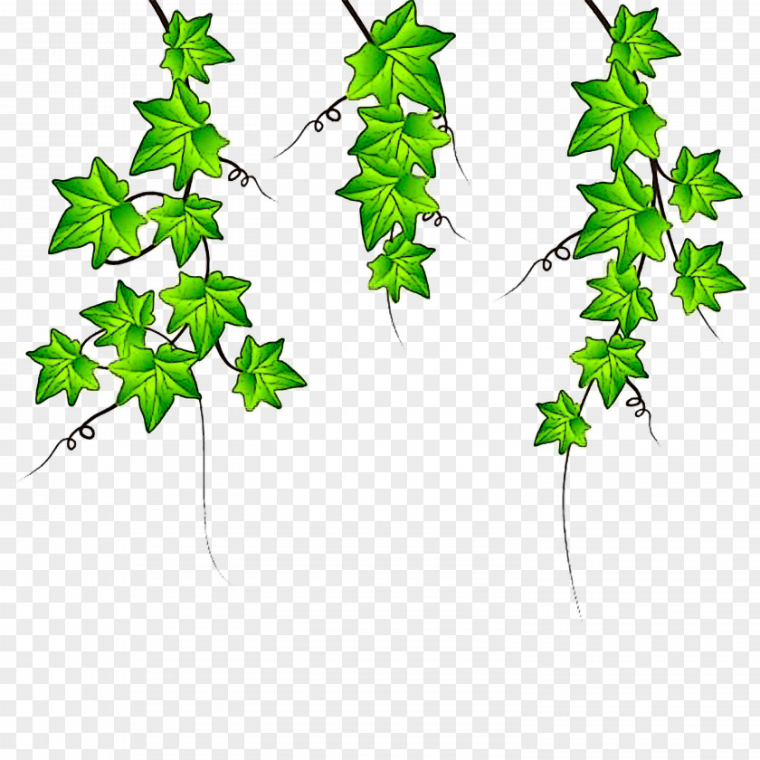 Ivy PNG