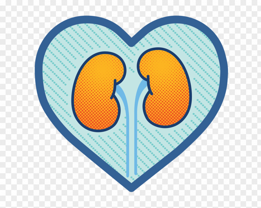 Kidney Acute Failure Heart Tubulo Renale PNG