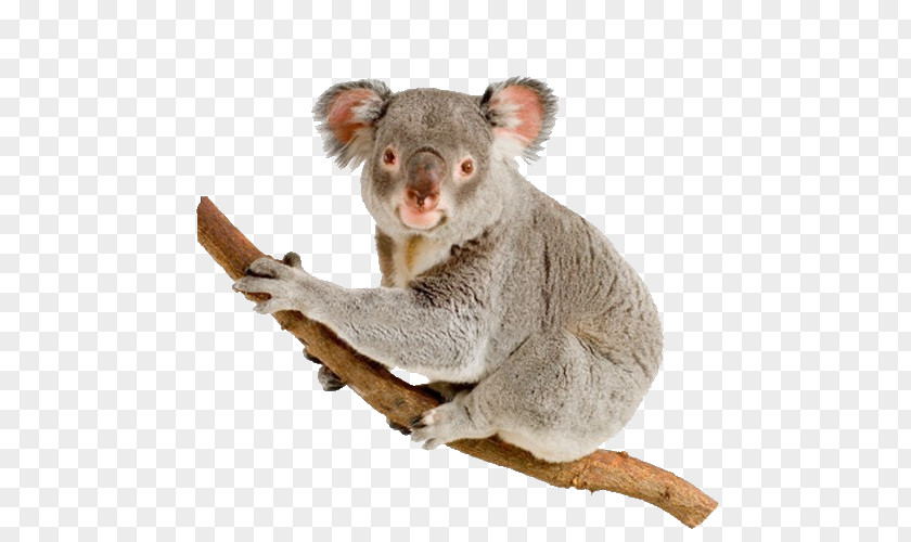 Koala Australia Bear Stock Photography Wildlife PNG