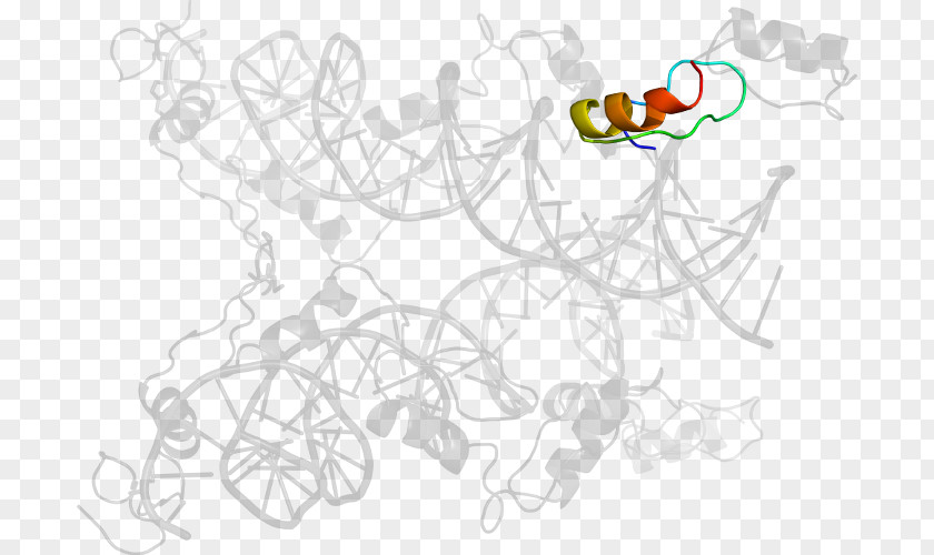 Transcription Factor Drawing /m/02csf Cartoon Clip Art PNG