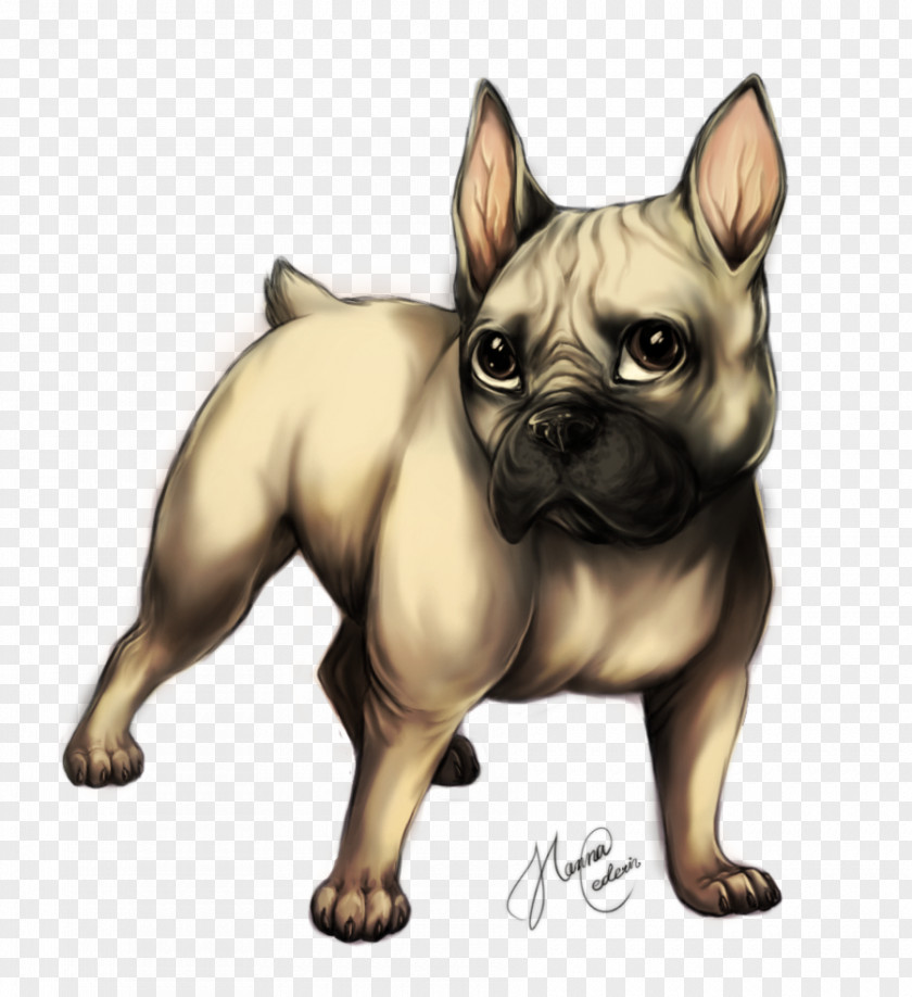 Bulldog French Bull Terrier Puppy Drawing PNG