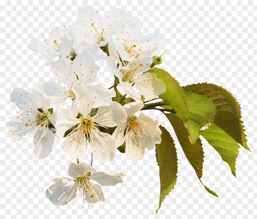 Cherry Blossom Information Clip Art PNG