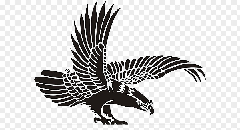 Eagle Bird PNG