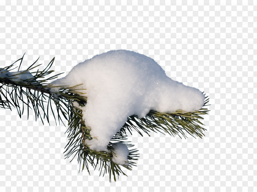 Gull Branch Snow Spruce Clip Art PNG
