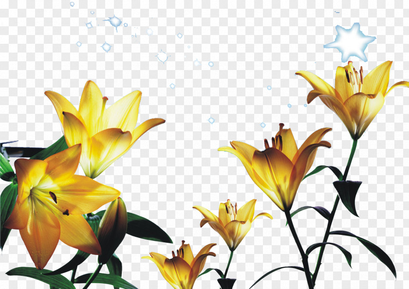 Lilac Poster Vector Background Material Tiger Lily Yellow Flower PNG