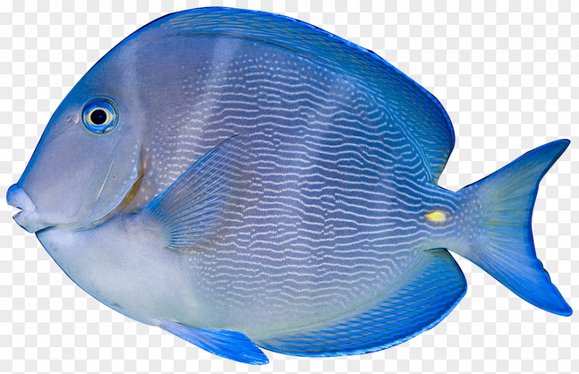 Blue Tropical Fish Acanthurus Coeruleus Nigrofuscus Leucosternon Clip Art PNG