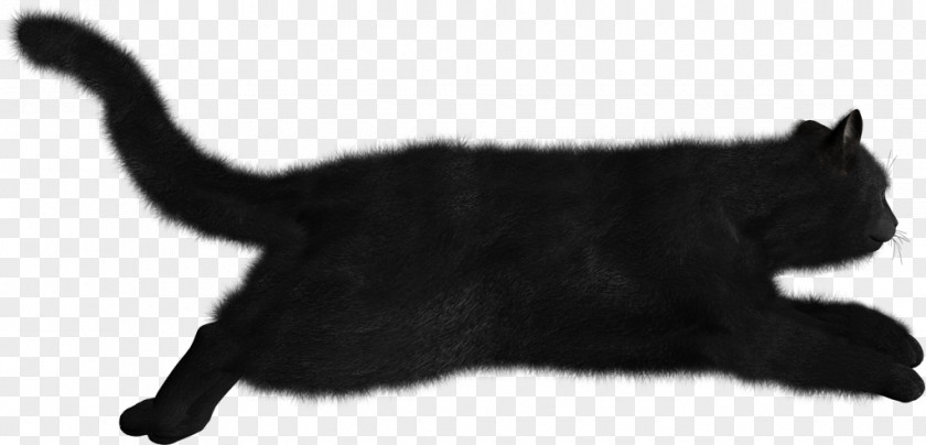 Cat Black Clip Art PNG