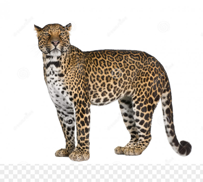 Leopard Collins English Dictionary Jaguar Book PNG