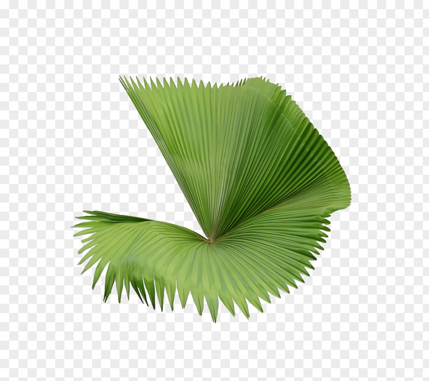 Palm Trees PNG