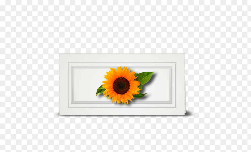 Sunflower Leaf Common Cut Flowers Floral Design Daisy Family PNG