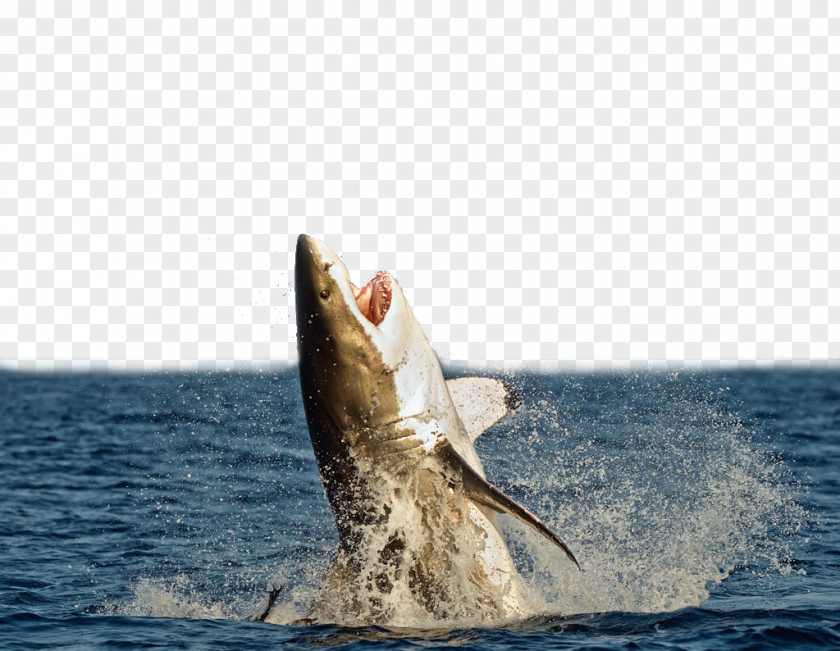 The Fierce Shark Leaping Out Of Sea Great White Megalodon Attack Unmanned Aerial Vehicle PNG
