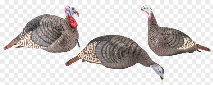 Turkey Hunting Hunter's Specialties Decoy Strut PNG