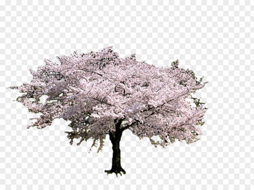 BLOSSOM Tree Cherry Blossom Photobucket PNG