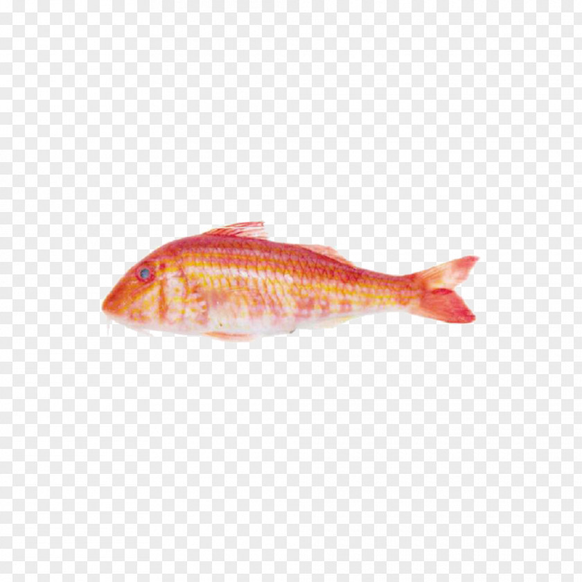 Fish Northern Red Snapper Products Perch Marine Biology PNG