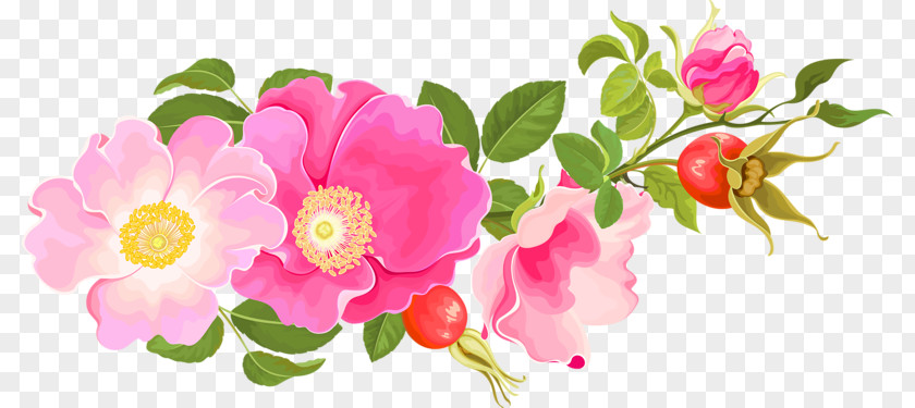 Pink Floral Design Garden Roses Centifolia Floribunda PNG