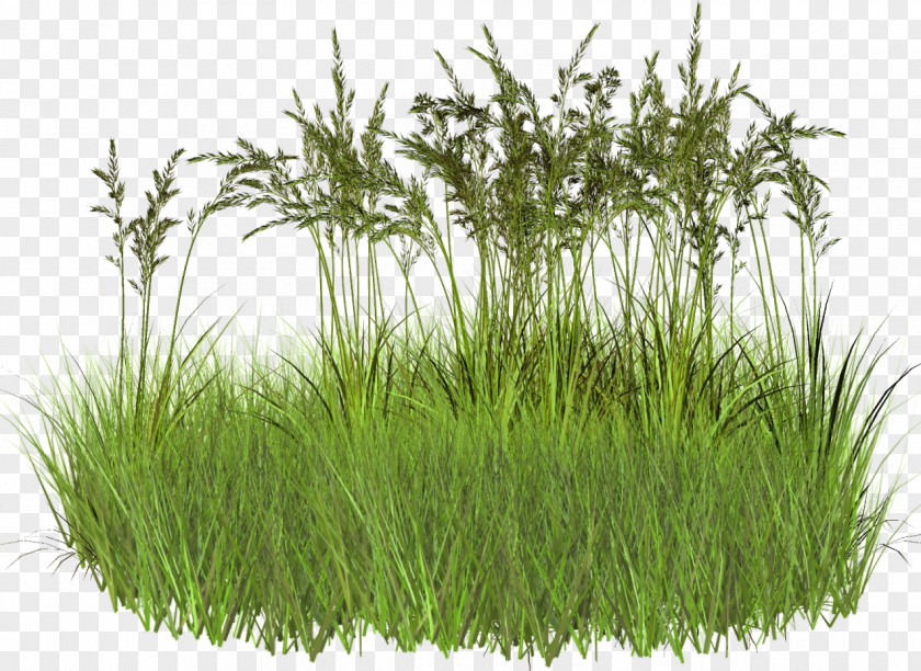2d Grass Clip Art PNG