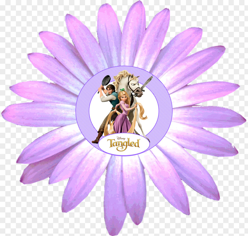 Flower Transvaal Daisy Common Family Clip Art PNG