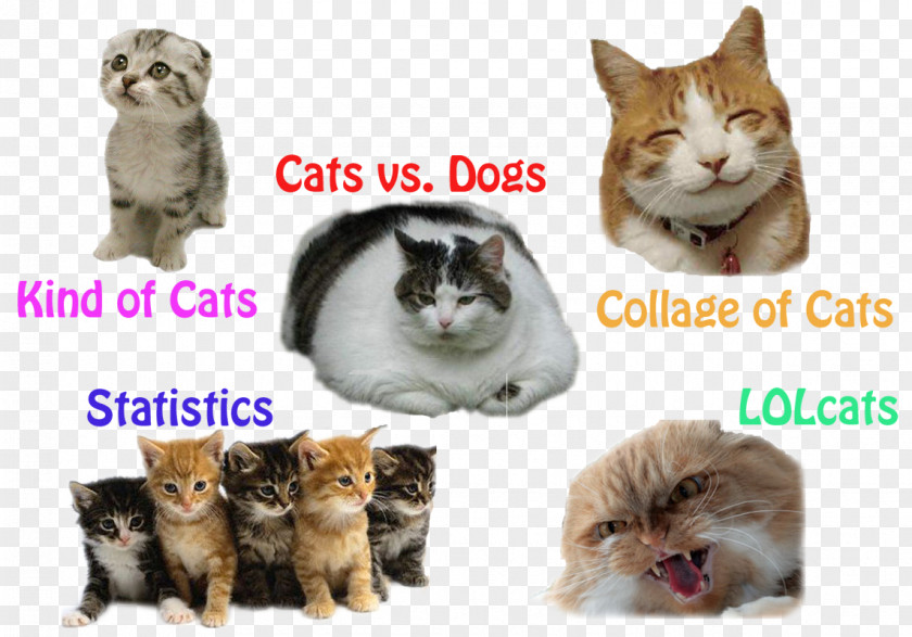 Funny Cats Kitten Whiskers Cat Collage PNG