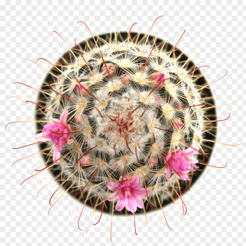 Suculent Mammillaria Bombycina Succulent Plant Thorns, Spines, And Prickles Elongata PNG