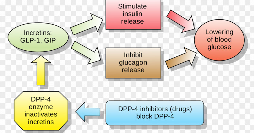 Anti Drugs Dipeptidyl Peptidase-4 Inhibitor Incretin Enzyme Linagliptin PNG