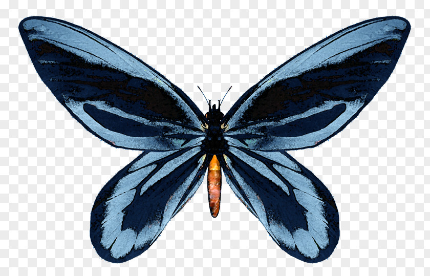 Butterfly Nymphalidae New Guinea Queen Alexandras Birdwing PNG