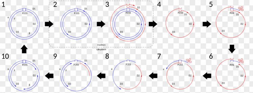 Circular Virus Cell Circle Point Angle Clock PNG