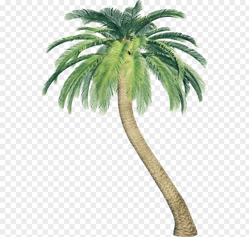 Coconut Arecaceae Date Palm Asian Palmyra Clip Art PNG