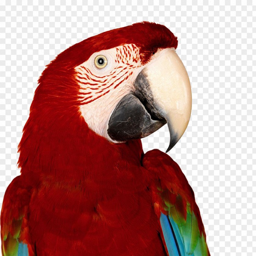 Parrot Quadro Interior Design Services Painting Monica Macaw PNG