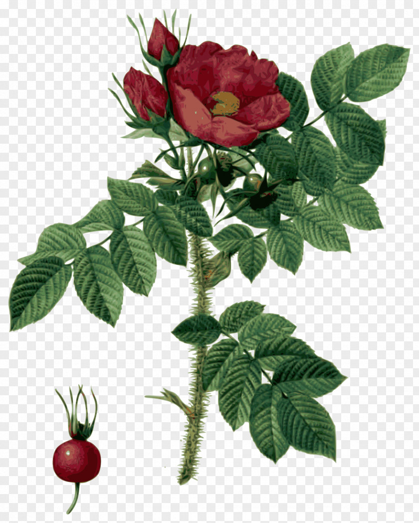 Pierrejoseph Redoutxe9 Les Roses Botanical Illustration Flower PNG