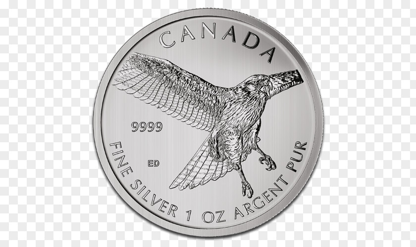 Red Tailed Hawk Bird Canada Royal Canadian Mint Silver Coin PNG