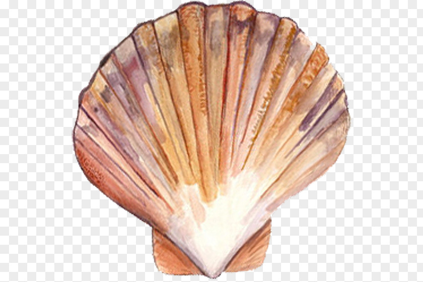 Seashell Clam Scallop Mussel Oyster PNG