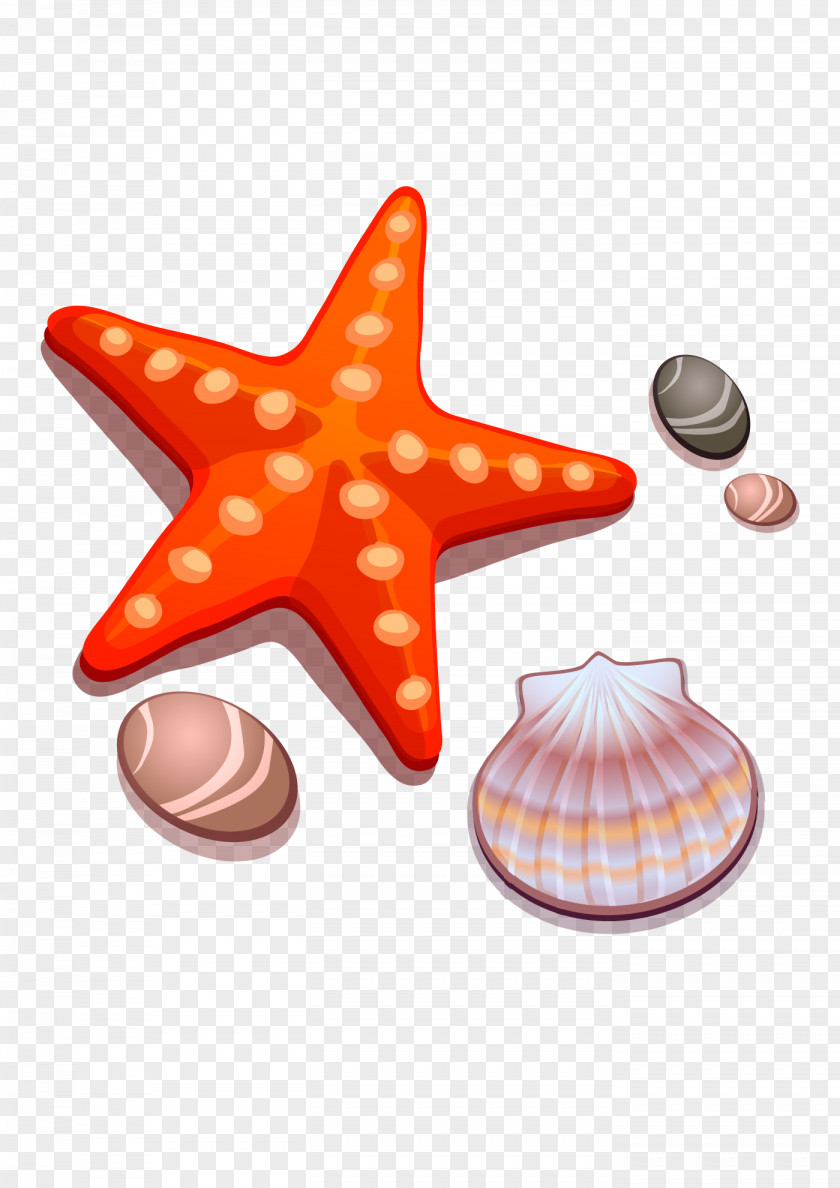 Shells And Starfish Drawing Cartoon Seashell PNG