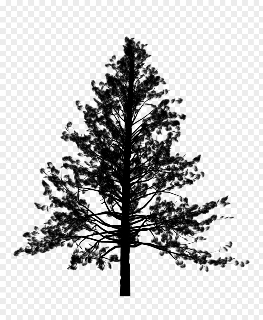 Spruce Tree Vector Graphics Fir PNG