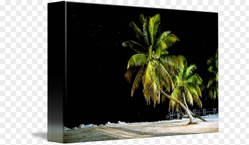 Tropic Night Picture Frames Image PNG