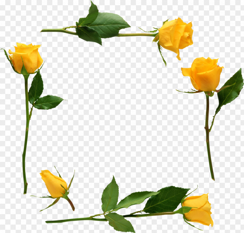 Yellow Rose Desktop Wallpaper Clip Art PNG