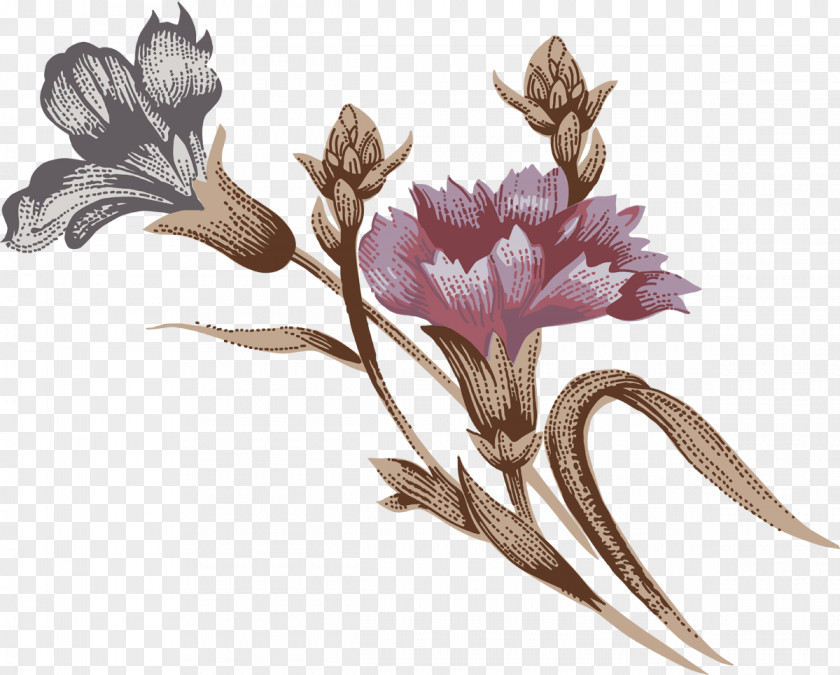 CARNATION Carnation Flower Drawing PNG