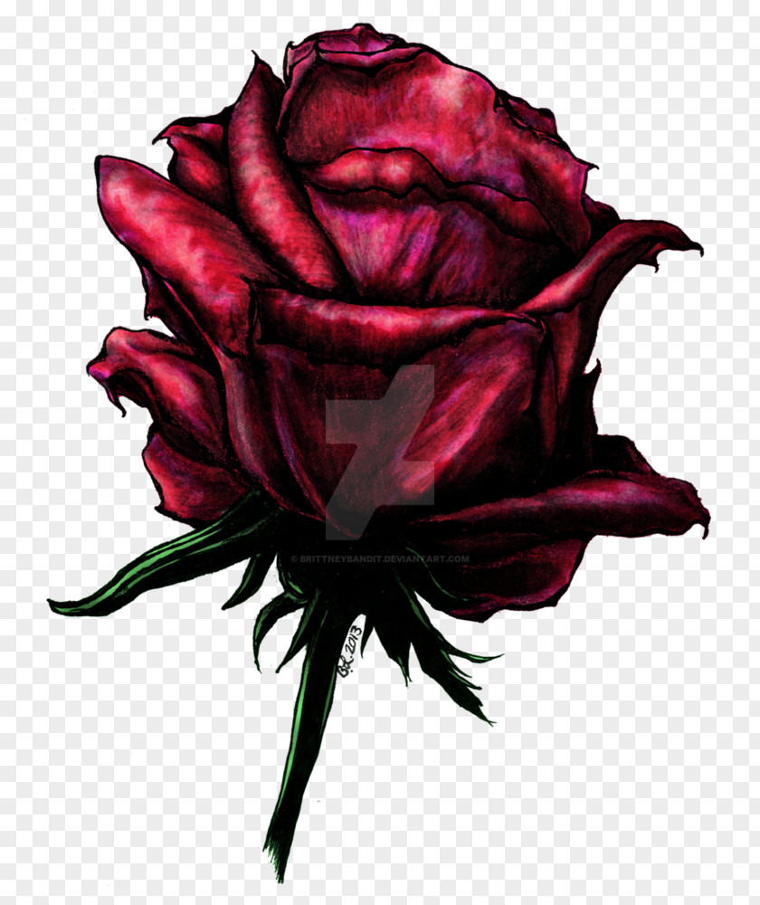 Computer Garden Roses Cabbage Rose Cut Flowers Petal Desktop Wallpaper PNG