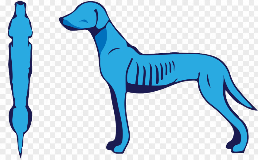 Dog Breed Italian Greyhound Nutrition Pet PNG