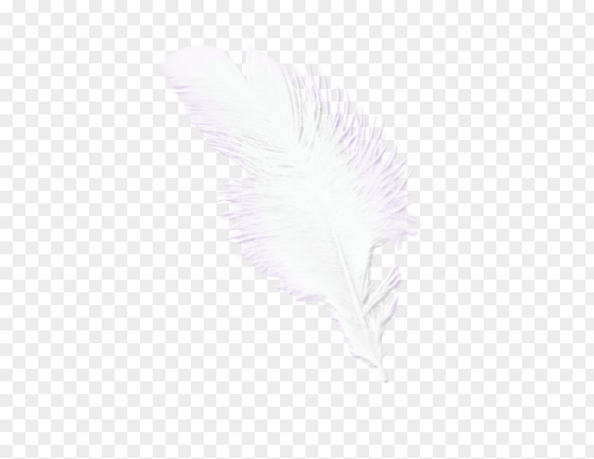 Feather Pattern PNG