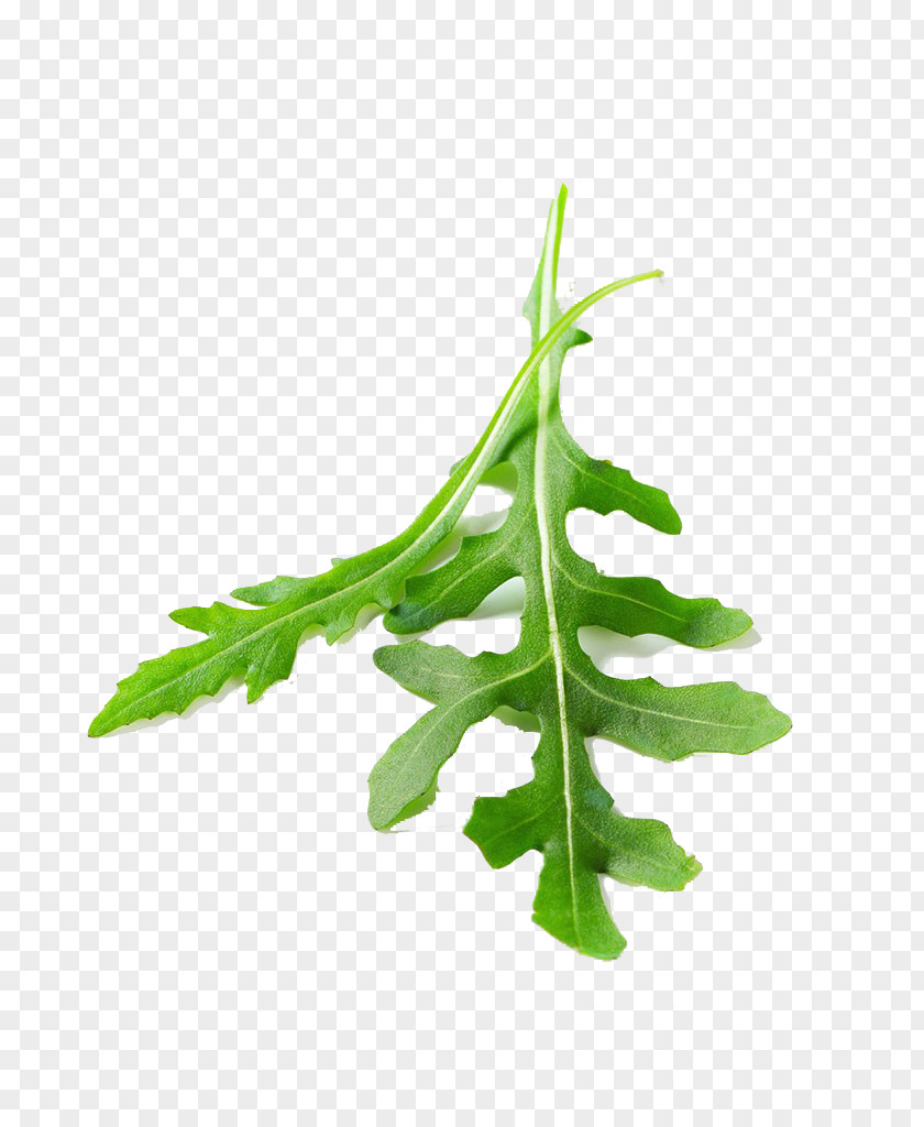 Strawberry Leaves Close-up Leaf Vegetable Arugula PNG